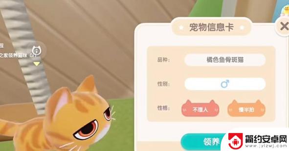 心动小镇怎么给猫喂食 心动小镇养猫技巧